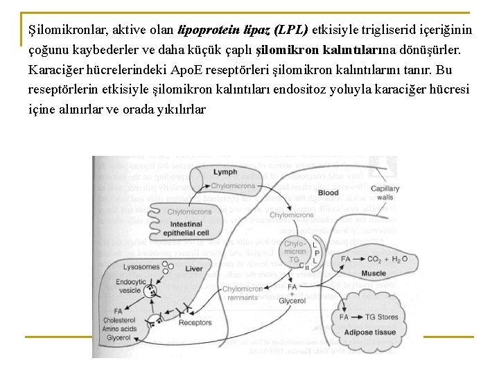 Şilomikronlar, aktive olan lipoprotein lipaz (LPL) etkisiyle trigliserid içeriğinin çoğunu kaybederler ve daha küçük