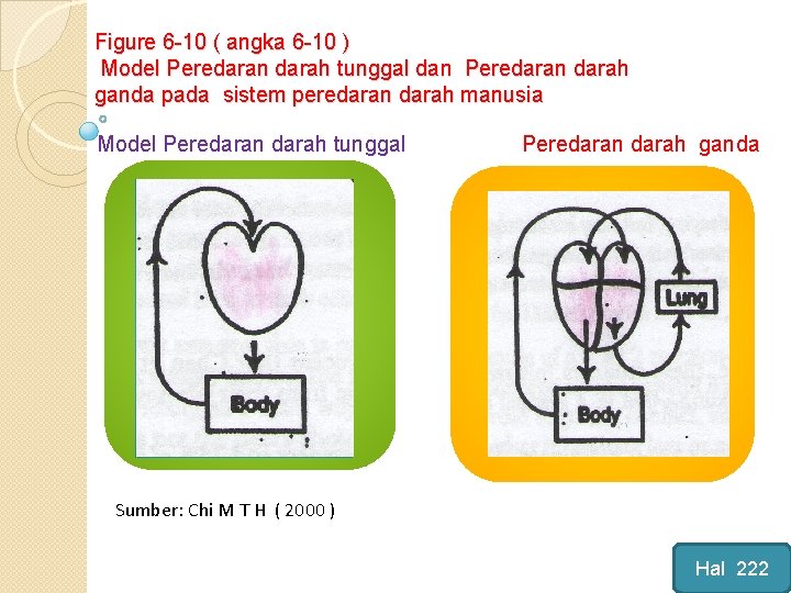 Figure 6 -10 ( angka 6 -10 ) Model Peredaran darah tunggal dan Peredaran