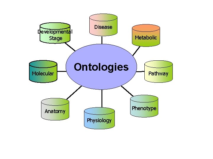 Developmental Stage Molecular Disease Metabolic Ontologies Pathway Phenotype Anatomy Physiology 