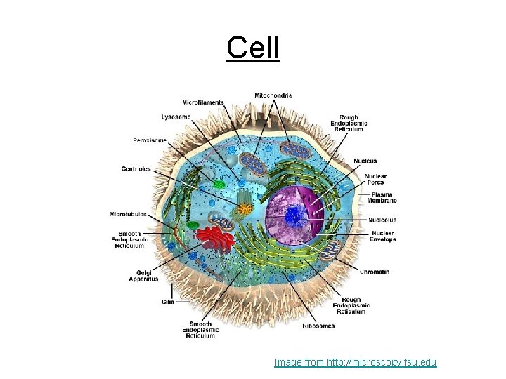 Cell Image from http: //microscopy. fsu. edu 