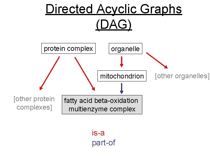 Directed Acyclic Graphs (DAG) protein complex organelle mitochondrion [other protein complexes] fatty acid beta-oxidation