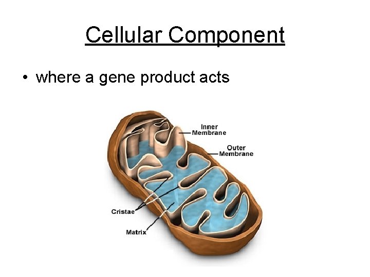 Cellular Component • where a gene product acts 