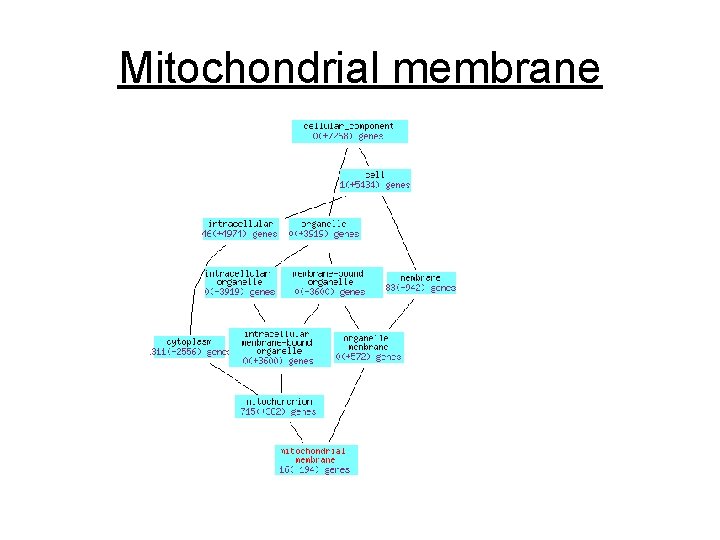 Mitochondrial membrane 