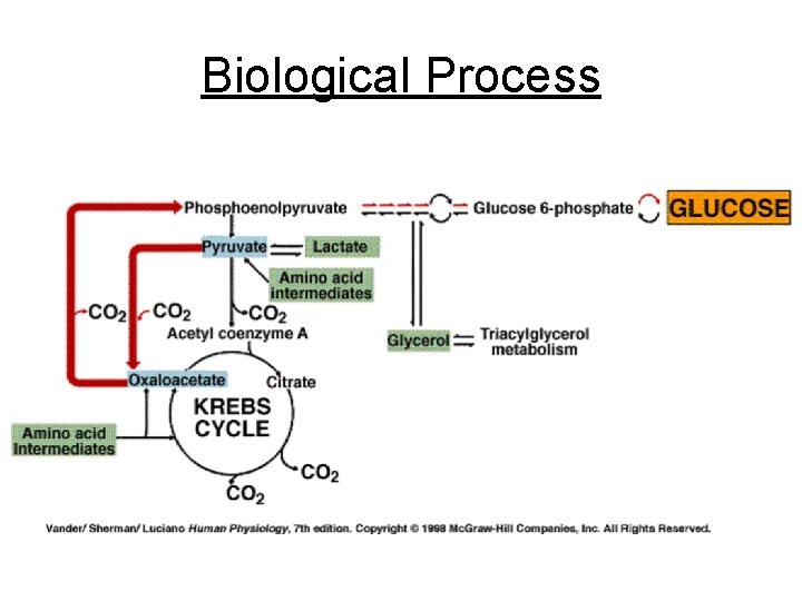 Biological Process 