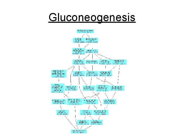 Gluconeogenesis 