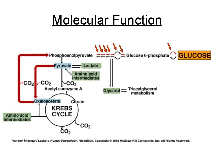 Molecular Function 