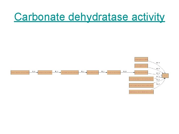 Carbonate dehydratase activity 