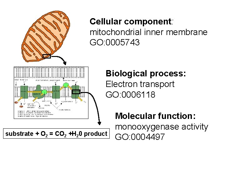 Cellular component: mitochondrial inner membrane GO: 0005743 Biological process: Electron transport GO: 0006118 substrate