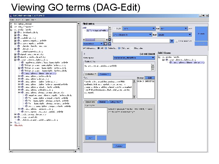 Viewing GO terms (DAG-Edit) 