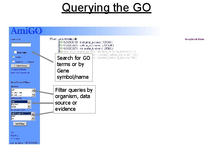 Querying the GO Search for GO terms or by Gene symbol/name Filter queries by