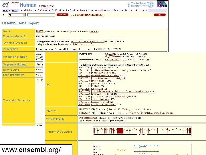 www. ensembl. org/ 