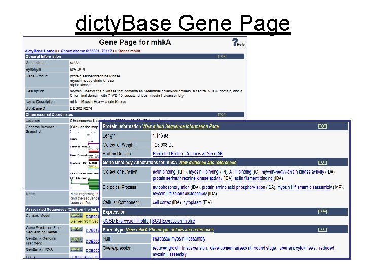 dicty. Base Gene Page 