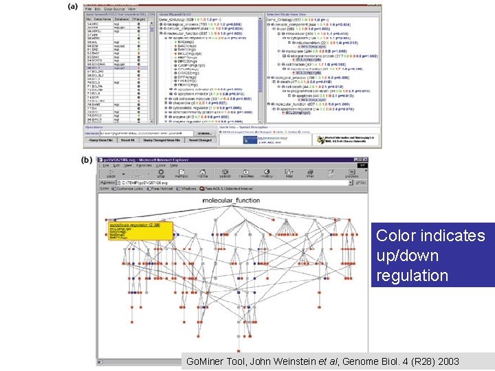 Color indicates up/down regulation Go. Miner Tool, John Weinstein et al, Genome Biol. 4