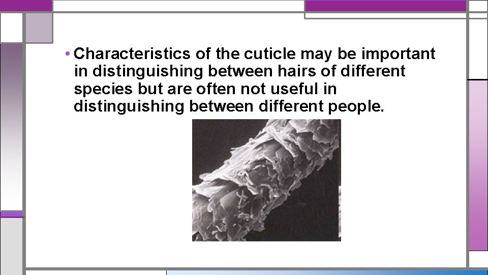 • Characteristics of the cuticle may be important in distinguishing between hairs of • Characteristics of the cuticle may be important in distinguishing between hairs of