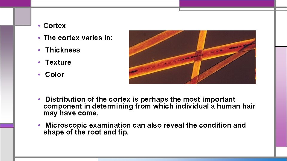  • Cortex • The cortex varies in: • Thickness • Texture • Color