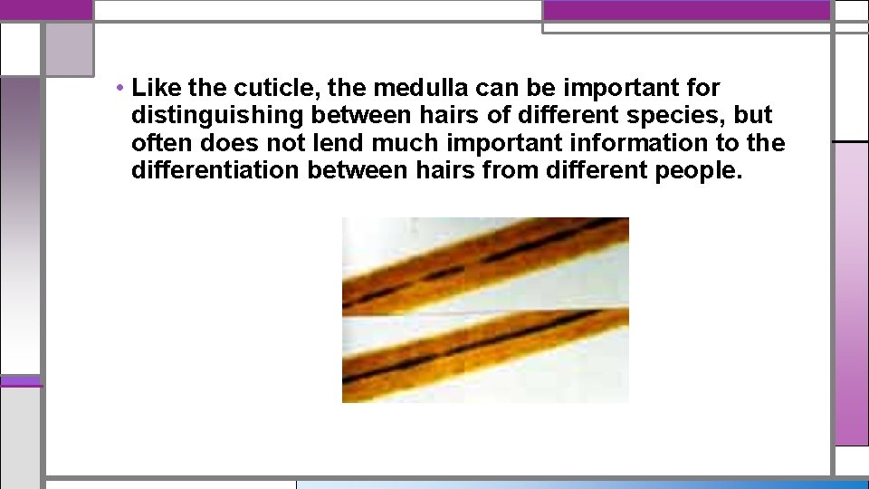 • Like the cuticle, the medulla can be important for distinguishing between hairs • Like the cuticle, the medulla can be important for distinguishing between hairs