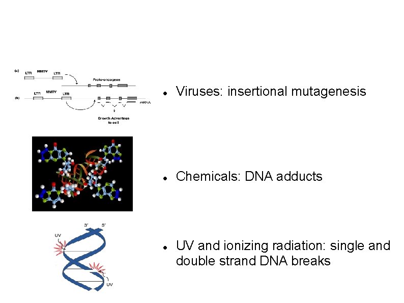 Mutagens Viruses: insertional mutagenesis Chemicals: DNA adducts UV and ionizing radiation: single and double