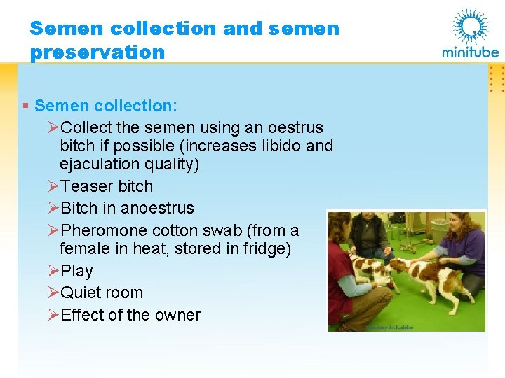 Semen collection and semen preservation § Semen collection: ØCollect the semen using an oestrus