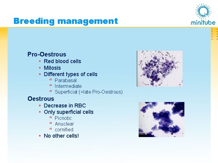 Breeding management Pro-Oestrous § Red blood cells § Mitosis § Different types of cells