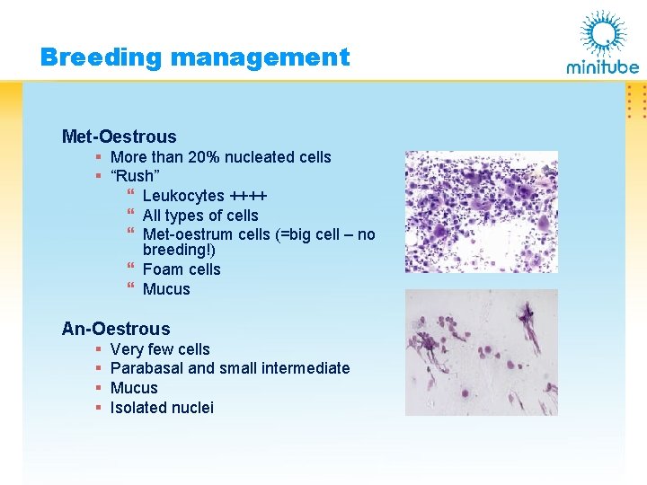 Breeding management Met-Oestrous § More than 20% nucleated cells § “Rush” } Leukocytes ++++