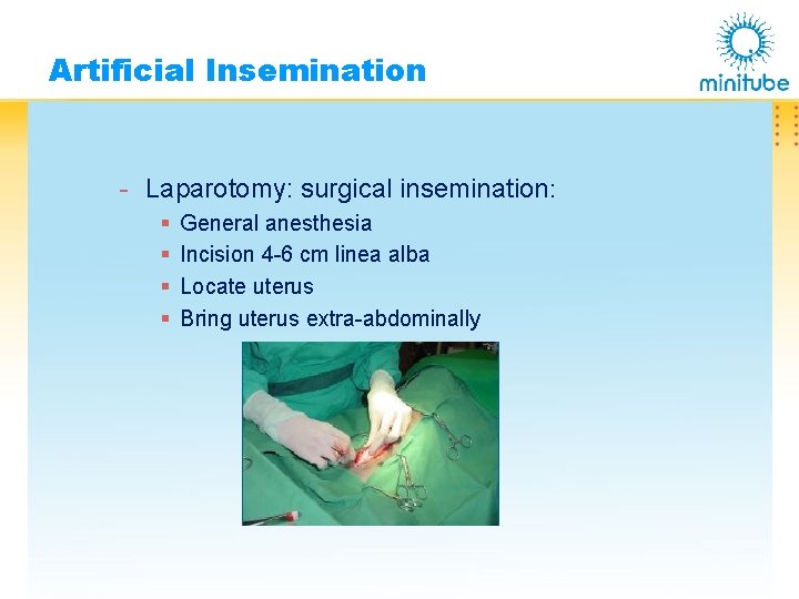 Artificial Insemination - Laparotomy: surgical insemination: § § General anesthesia Incision 4 -6 cm