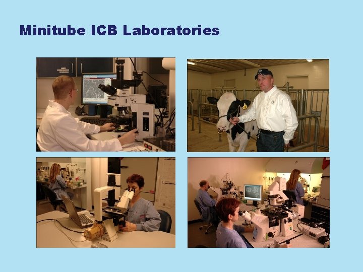 Minitube ICB Laboratories 