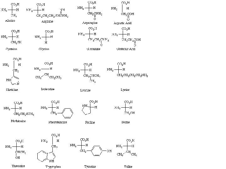 Twenty amino acids in human metabolism 