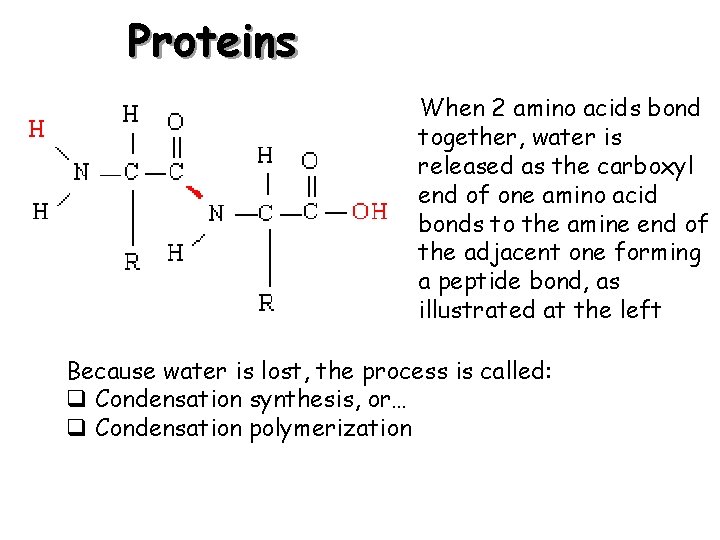 Proteins When 2 amino acids bond together, water is released as the carboxyl end