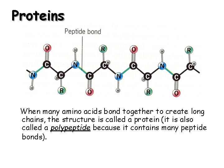 Proteins When many amino acids bond together to create long chains, the structure is
