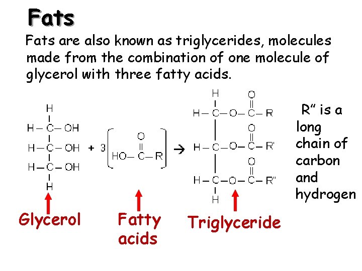 Fats are also known as triglycerides, molecules made from the combination of one molecule