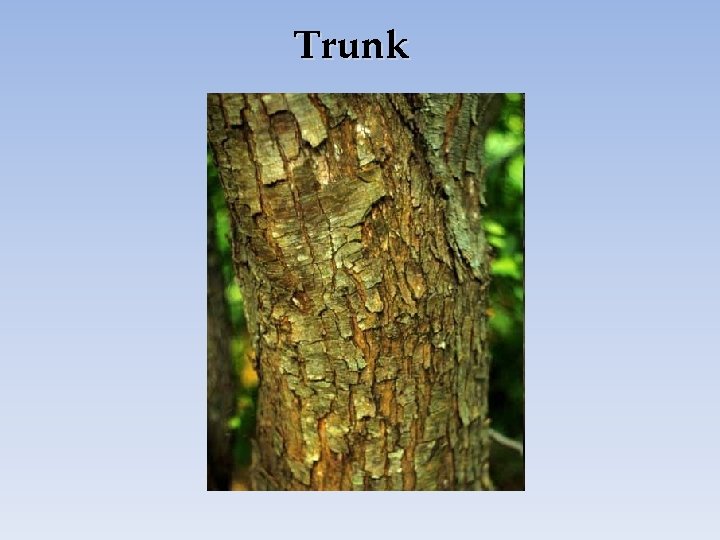 Trunk 