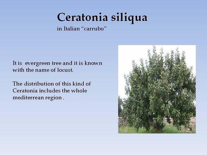 Ceratonia siliqua in Italian “carrubo” It is evergreen tree and it is known with