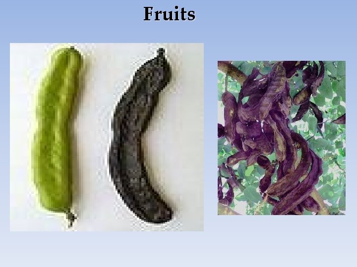 Fruits 