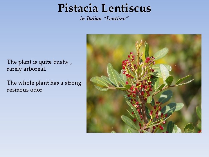Pistacia Lentiscus in Italian “Lentisco” The plant is quite bushy , rarely arboreal. The