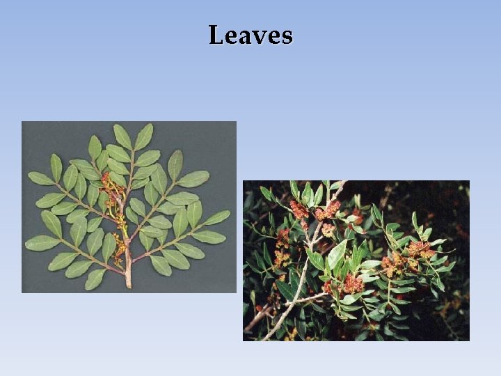 Leaves 