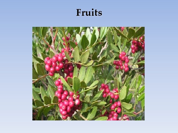 Fruits 