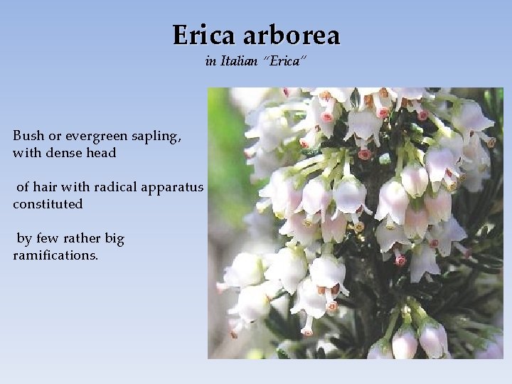 Erica arborea in Italian “Erica” Bush or evergreen sapling, with dense head of hair