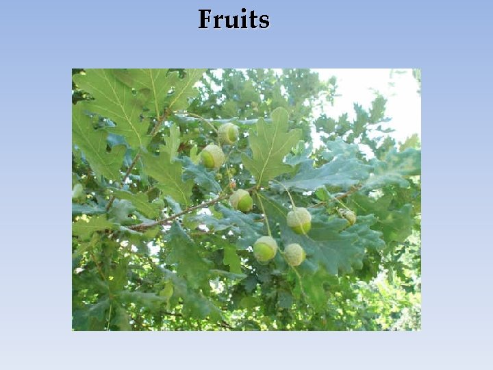 Fruits 