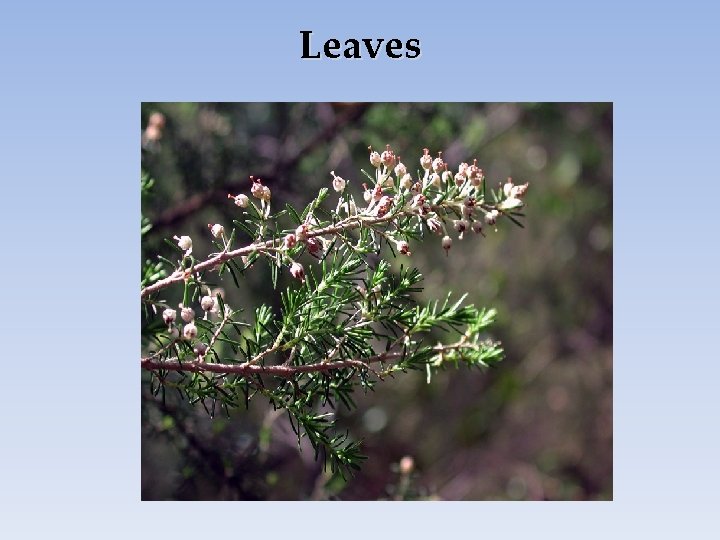 Leaves 