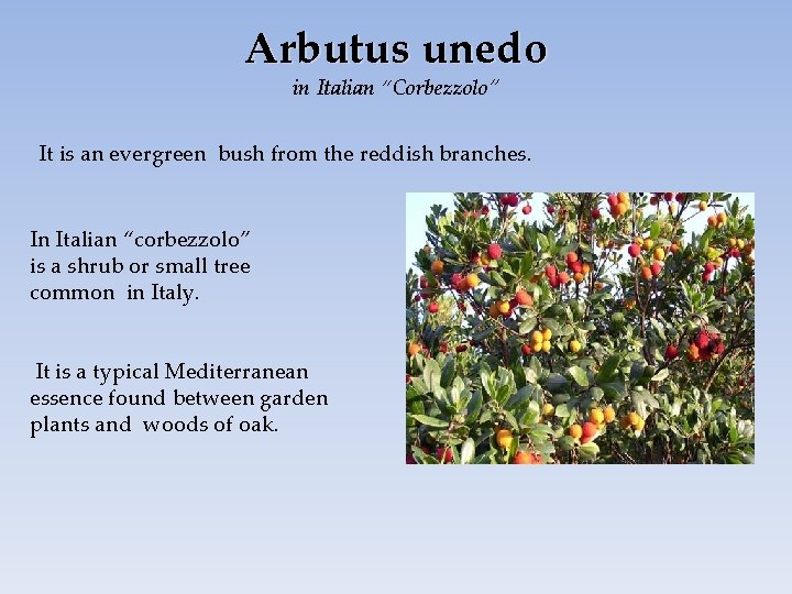 Arbutus unedo in Italian “Corbezzolo” It is an evergreen bush from the reddish branches.
