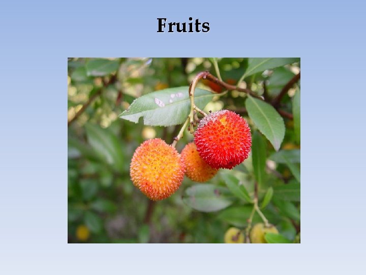 Fruits 