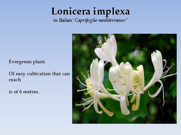 Lonicera implexa in Italian”Caprifoglio mediterraneo” Evergreen plant. Of easy cultivation that can reach is