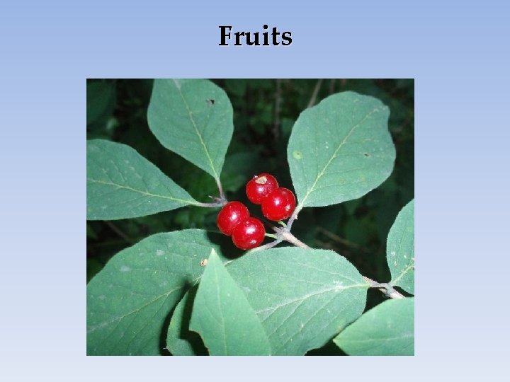 Fruits 