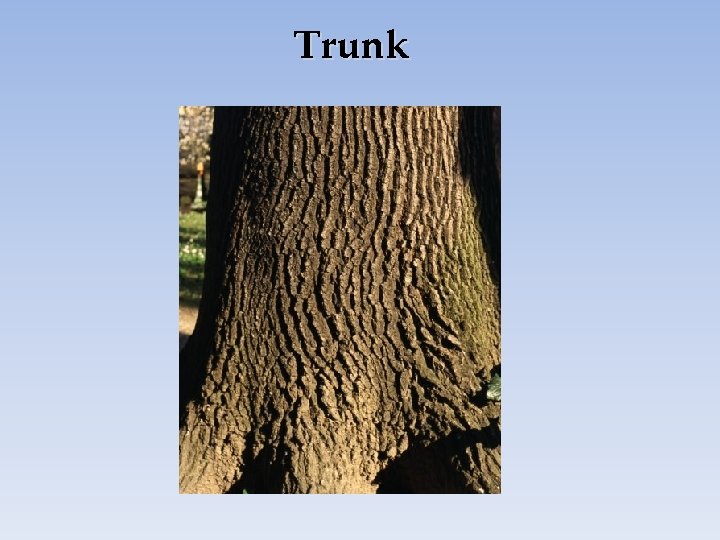 Trunk 