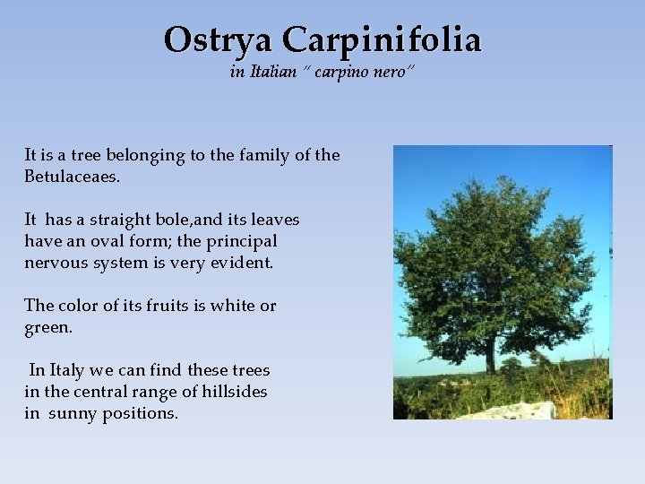 Ostrya Carpinifolia in Italian “ carpino nero” It is a tree belonging to the