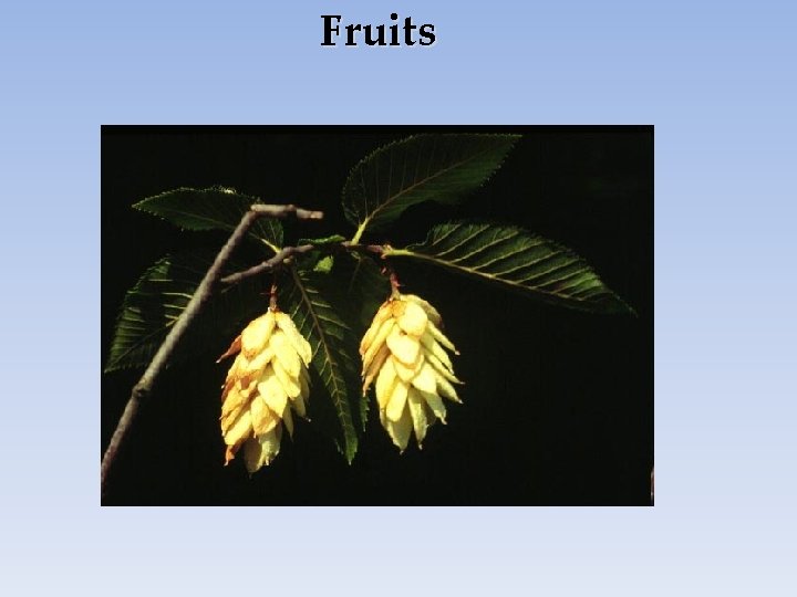 Fruits 