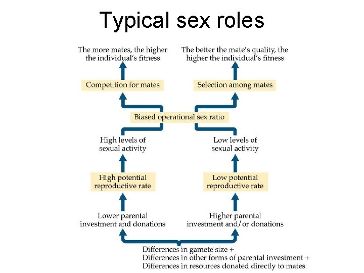Typical sex roles 