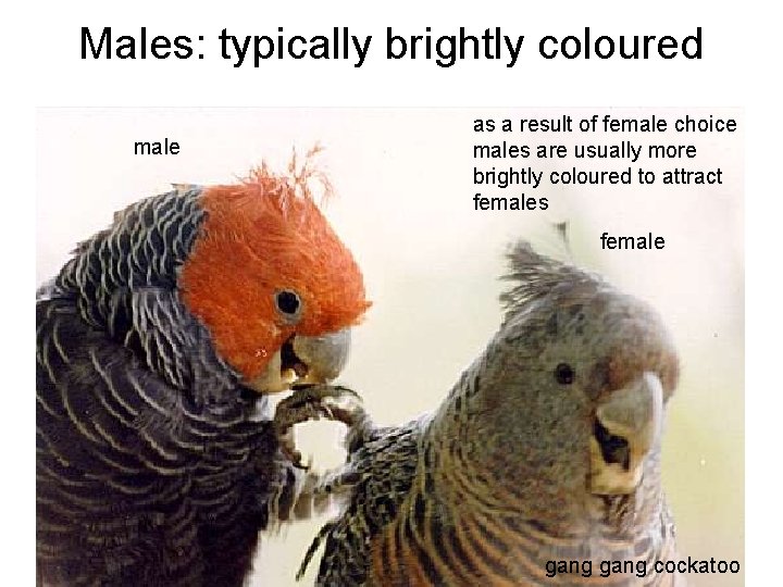 Males: typically brightly coloured male as a result of female choice males are usually