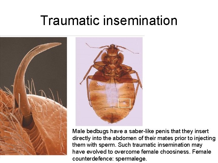 Traumatic insemination Male bedbugs have a saber-like penis that they insert directly into the