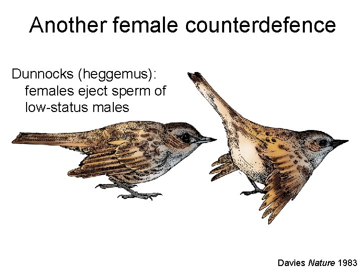 Another female counterdefence Dunnocks (heggemus): females eject sperm of low-status males Davies Nature 1983